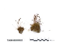 藏品(卷葉澤苔)的圖片